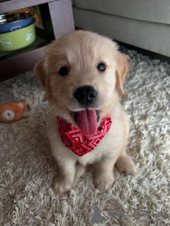 Zdjęcie №2 do zapowiedźy № 158757 na sprzedaż  golden retriever - wkupić się Niemcy hodowca