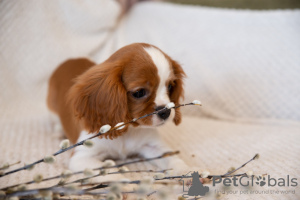 Dodatkowe zdjęcia: Szczenięta Cavalier King Charles Spaniel