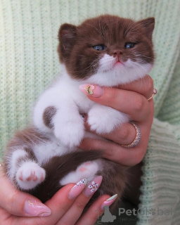 Zdjęcie №1. kot brytyjski krótkowłosy - na sprzedaż w To, co najlepsze | negocjowane | Zapowiedź № 156781