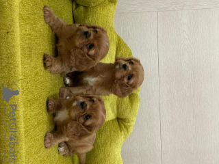 Zdjęcie №3. Szczenięta Cavalier King Charles Spaniel. Federacja Rosyjska