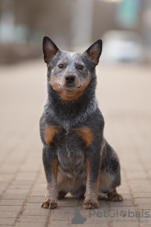 Zdjęcie №2 do zapowiedźy № 110246 na sprzedaż  australian cattle dog - wkupić się Białoruś od żłobka, hodowca