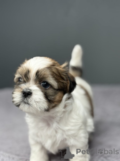 Zdjęcie №3. Urocze shih tzu na sprzedaż. USA