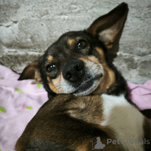 Zdjęcie №4. Sprzedam pies nierasowy w Petersburg.  - cena - Bezpłatny