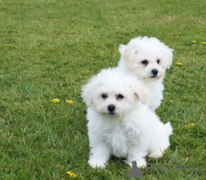 Zdjęcie №1. bichon frise - na sprzedaż w Neapol | negocjowane | Zapowiedź №175505