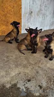 Zdjęcie №1. owczarek belgijski - na sprzedaż w Wiedeń | 4784zł | Zapowiedź №165436