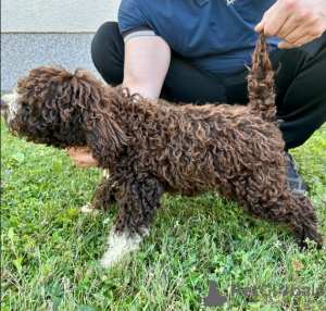 Dodatkowe zdjęcia: Sprzedam szczenięta - Lagotto Romagnolo