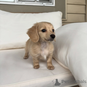 Zdjęcie №1. jamnik - na sprzedaż w Berlin | negocjowane | Zapowiedź №163519