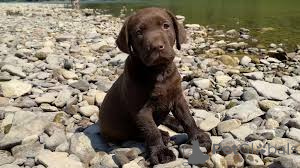 Zdjęcie №2 do zapowiedźy № 157246 na sprzedaż  labrador retriever - wkupić się Niemcy prywatne ogłoszenie, hodowca