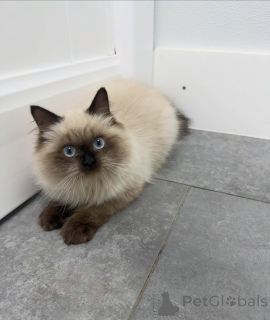 Zdjęcie №3. Kocięta Premium Ragdoll dostępne z łagodnym temperamentem i oszałamiającym. Szwajcaria