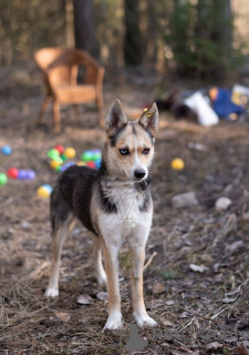 Zdjęcie №2 do zapowiedźy № 138868 na sprzedaż  pies nierasowy - wkupić się Federacja Rosyjska 