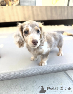 Zdjęcie №1. jamnik - na sprzedaż w Amsterdam | negocjowane | Zapowiedź №165207