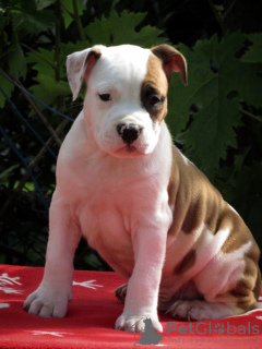 Dodatkowe zdjęcia: Amerykański Staffordshire Terrier, szczenięta