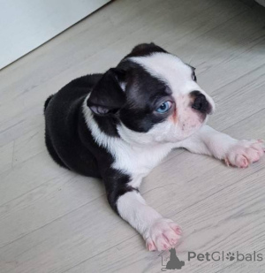 Zdjęcie №3. Dostępne szczenięta Boston Terrier. USA
