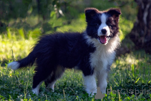 Zdjęcie №1. border collie - na sprzedaż w Kruševac | negocjowane | Zapowiedź №173566