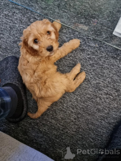 Zdjęcie №1. cocker spaniel amerykański - na sprzedaż w Smiltene | negocjowane | Zapowiedź №160008