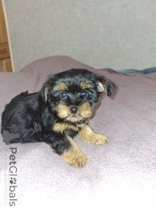 Zdjęcie №2 do zapowiedźy № 162867 na sprzedaż  yorkshire terrier biewer, yorkshire terrier - wkupić się Estonia prywatne ogłoszenie, od żłobka, hodowca