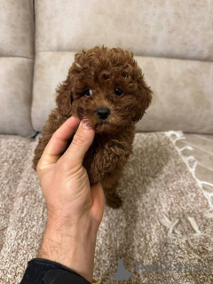 Zdjęcie №2 do zapowiedźy № 159971 na sprzedaż  pudel (zabawka) - wkupić się Serbia 