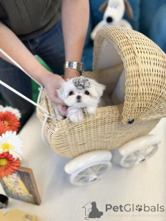 Zdjęcie №1.  - na sprzedaż w Bakersfield | 2317zł | Zapowiedź №157677