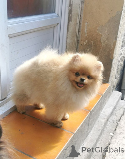 Zdjęcie №1. szpic niemiecki - na sprzedaż w Beaufort | negocjowane | Zapowiedź №165005