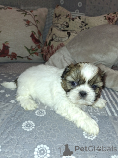 Zdjęcie №4. Sprzedam lhasa apso, maltańczyk, maltipu, szpic miniaturowy, pudel (krasnolud), szpic fiński, shih tzu w Ryga. prywatne ogłoszenie, od żłobka, hodowca - cena - 3348zł