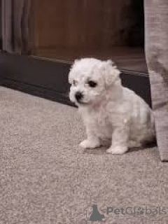 Zdjęcie №3. Lindos cachorros Maltês para venda. Portugalia