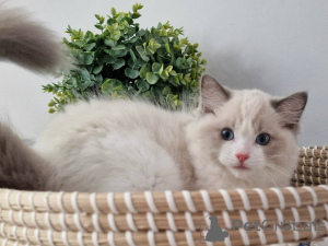 Zdjęcie №1. ragdoll - na sprzedaż w Monachium | negocjowane | Zapowiedź № 164801