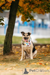 Zdjęcie №2 do zapowiedźy № 149592 na sprzedaż  pies nierasowy - wkupić się Federacja Rosyjska 