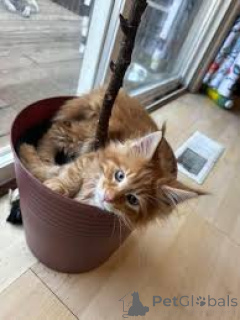 Zdjęcie №3. Chatons Maine Coon są dostępne do adopcji.. Finlandia