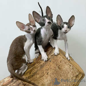 Zdjęcie №1. kot cornish rex - na sprzedaż w Queenstown | negocjowane | Zapowiedź № 161162