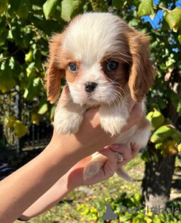 Zdjęcie №3. Cavalier King Charles Spaniel. Serbia