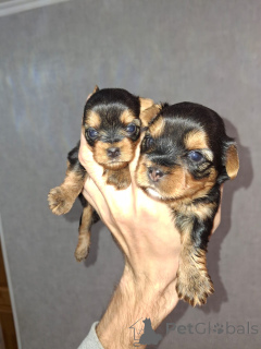 Zdjęcie №1. yorkshire terrier biewer, bichon frise, yorkshire terrier, maltańczyk, maltipu, szpic miniaturowy, pudel (krasnolud), pudel (royal), pudel (zabawka) - na sprzedaż w Helsinki | 3348zł | Zapowiedź №155995