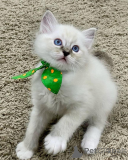 Zdjęcie №2 do zapowiedźy № 168917 na sprzedaż  ragdoll - wkupić się Finlandia 