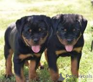 Zdjęcie №1. rottweiler - na sprzedaż w Manchester | 4784zł | Zapowiedź №165712