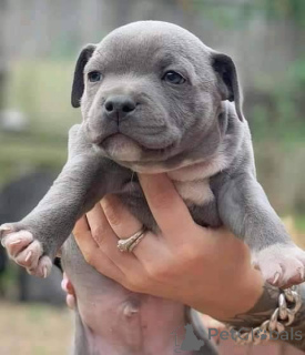 Zdjęcie №1. staffordshire bull terrier - na sprzedaż w Lille | negocjowane | Zapowiedź №165304