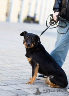 Zdjęcie №2 do zapowiedźy № 160576 na sprzedaż   - wkupić się Federacja Rosyjska prywatne ogłoszenie