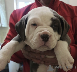 Zdjęcie №1. american bully - na sprzedaż w Yerevan | negocjowane | Zapowiedź №135145