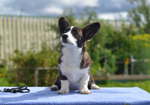 Zdjęcie №2 do zapowiedźy № 3168 na sprzedaż  welsh corgi - wkupić się Federacja Rosyjska hodowca