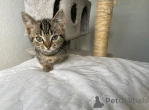 Zdjęcie №4. Sprzedam munchkin w Monachium. hodowca - cena - negocjowane