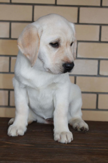 Zdjęcie №2 do zapowiedźy № 3897 na sprzedaż  labrador retriever - wkupić się Federacja Rosyjska od żłobka, hodowca