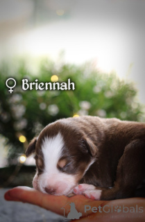 Zdjęcie №3. Miniaturowy szczeniak owczarka amerykańskiego (MAS).. Polska