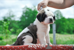 Zdjęcie №1. bernardyn (rasa psa) - na sprzedaż w Mińsk | 2761zł | Zapowiedź №7211