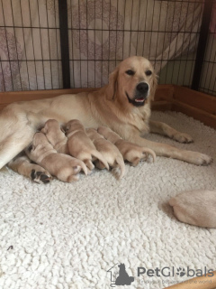 Zdjęcie №3. Testowane szczenięta Golden Retriever są już dostępne w sprzedaży. Hiszpania