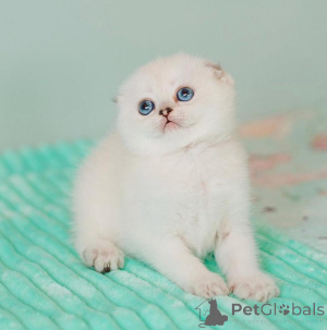 Zdjęcie №1. scottish fold - na sprzedaż w Herzogenrath | 1196zł | Zapowiedź № 172913