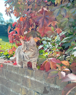 Zdjęcie №1. kot europejski krótkowłosy - na sprzedaż w Mannheim | negocjowane | Zapowiedź № 158220