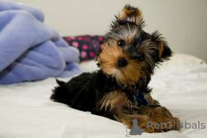 Zdjęcie №1. yorkshire terrier - na sprzedaż w Helsinki | Bezpłatny | Zapowiedź №165299