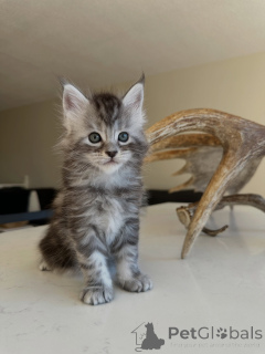 Zdjęcie №2 do zapowiedźy № 177805 na sprzedaż  maine coon - wkupić się Niemcy hodowca