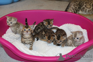 Dodatkowe zdjęcia: Zaszczepione koty bengalskie do adopcji do domów opieki