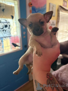 Zdjęcie №1. chihuahua (rasa psów) - na sprzedaż w Aarbergen | negocjowane | Zapowiedź №176227