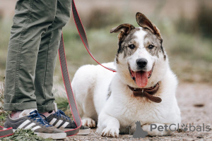 Zdjęcie №1. pies nierasowy - na sprzedaż w Москва | Bezpłatny | Zapowiedź №18254