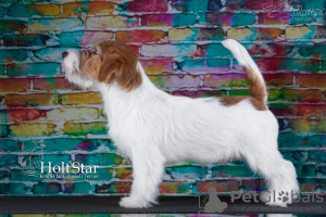 Zdjęcie №1. jack russell terrier - na sprzedaż w Petersburg | 5865zł | Zapowiedź №8567